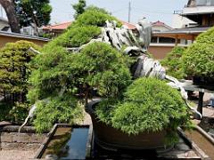 149 BONZAI A MAULEVRIER 2016_000003